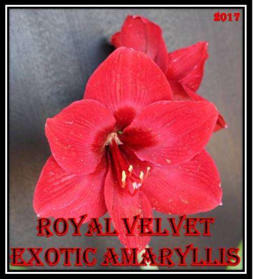 Amarillis Royal Velvet (Hippeastrum) Seeds