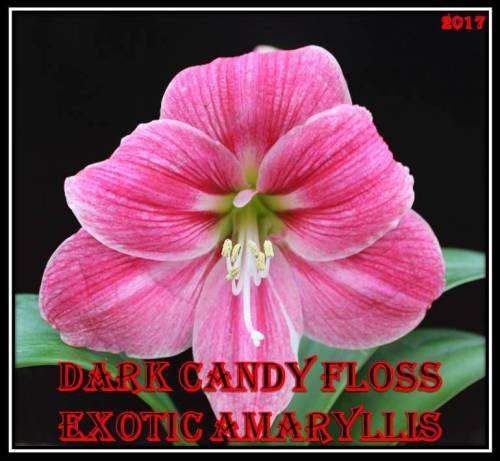 Amarillis Candy floss Dark (Hippeastrum) Seeds