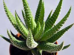 Haworthia Attenuata - Dots Succulent - Adult Plant Large Bag