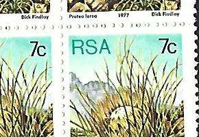 RSA - SACC 424 -Proteas 7c - Variety - short 7