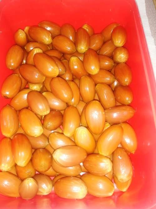 20 x E.Aemulans cycad seeds