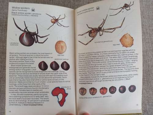 Struik Pocket Guides for South African Spiders