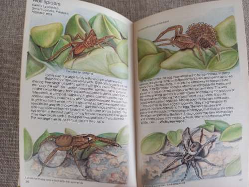 Struik Pocket Guides for South African Spiders