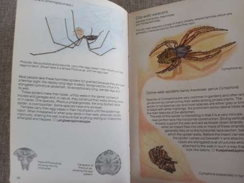 Struik Pocket Guides for South African Spiders