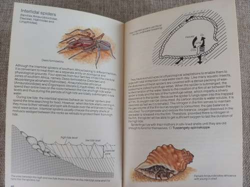 Struik Pocket Guides for South African Spiders