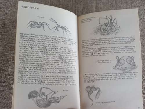 Struik Pocket Guides for South African Spiders