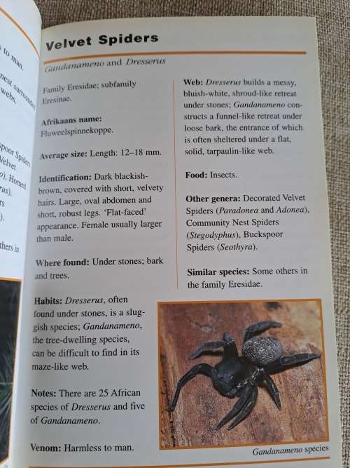 Sasol First Field Guide to Spiders & Scorpions of Southern Africa - Struik