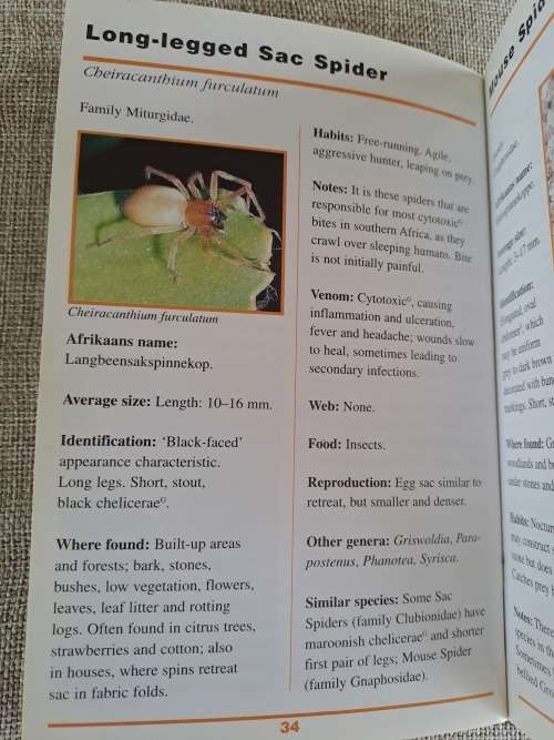 Sasol First Field Guide to Spiders & Scorpions of Southern Africa - Struik