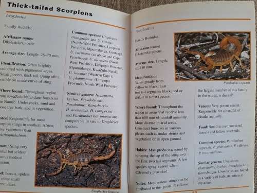 Sasol First Field Guide to Spiders & Scorpions of Southern Africa - Struik