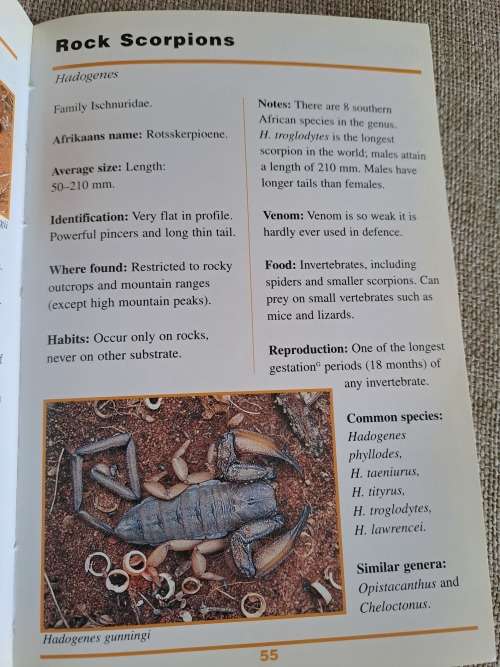 Sasol First Field Guide to Spiders & Scorpions of Southern Africa - Struik