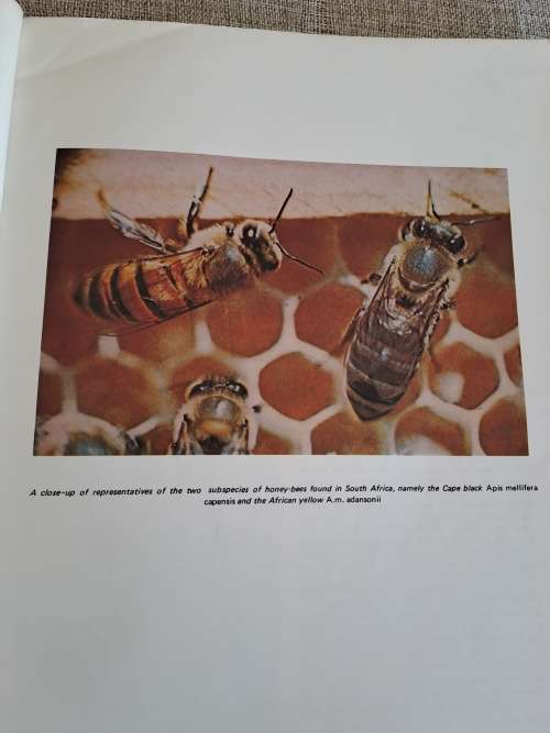 Beekeeping in South Africa - Anderson, Buys, Johannsmeier