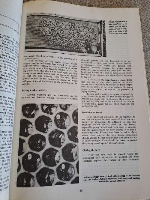 Beekeeping in South Africa - Anderson, Buys, Johannsmeier