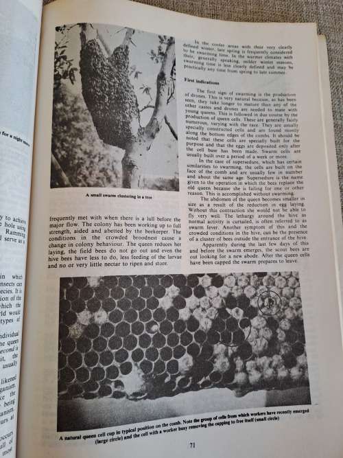 Beekeeping in South Africa - Anderson, Buys, Johannsmeier