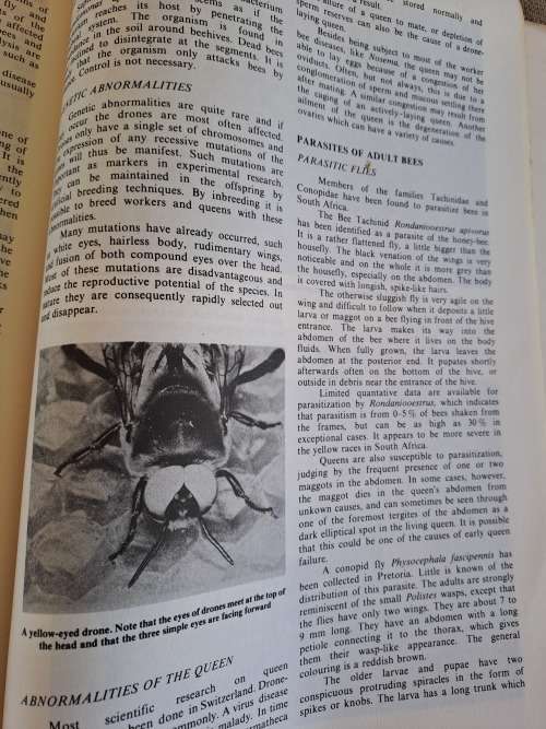 Beekeeping in South Africa - Anderson, Buys, Johannsmeier