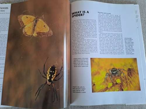 Spiders A Portrait Of The Animal World - Paul Sterry