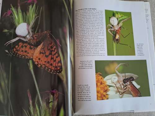 Spiders A Portrait Of The Animal World - Paul Sterry