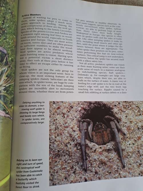 Spiders A Portrait Of The Animal World - Paul Sterry