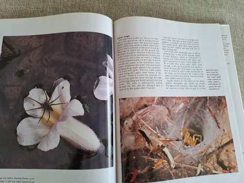 Spiders A Portrait Of The Animal World - Paul Sterry