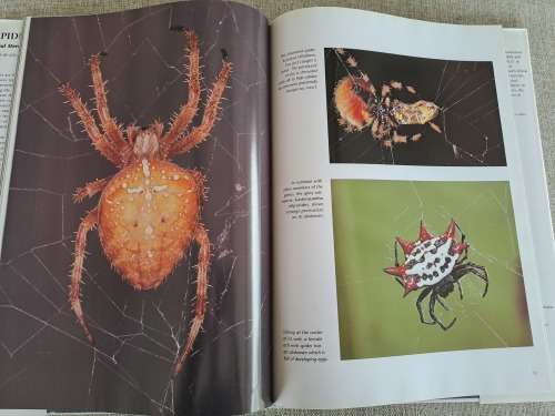 Spiders A Portrait Of The Animal World - Paul Sterry
