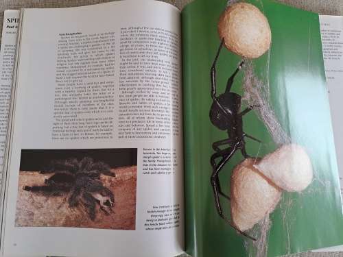 Spiders A Portrait Of The Animal World - Paul Sterry