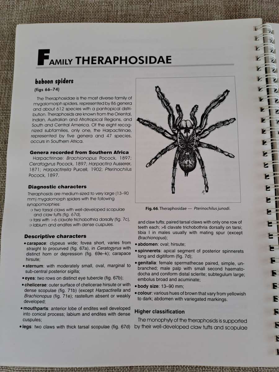 Baboon and Trapdoor Spiders of Southern Africa: An Identification Manual plus CD