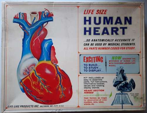 human heart (vintage)