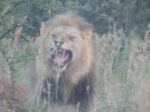 *#* 2016 SA Mint Pack UNC Set - Mintage pending *#*