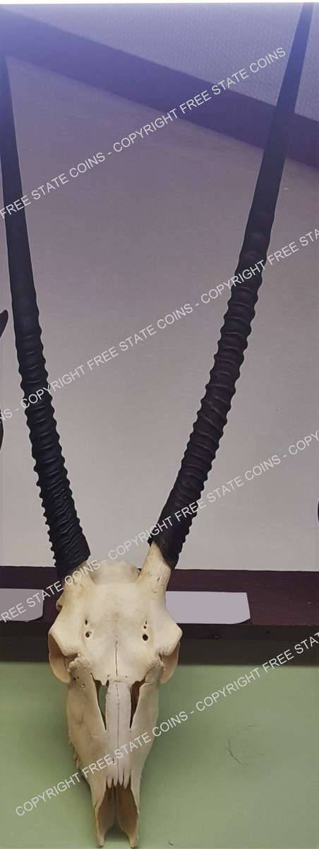 Animal Skull - Trophy Head: Gemsbok *CRAZY R1 START!!*