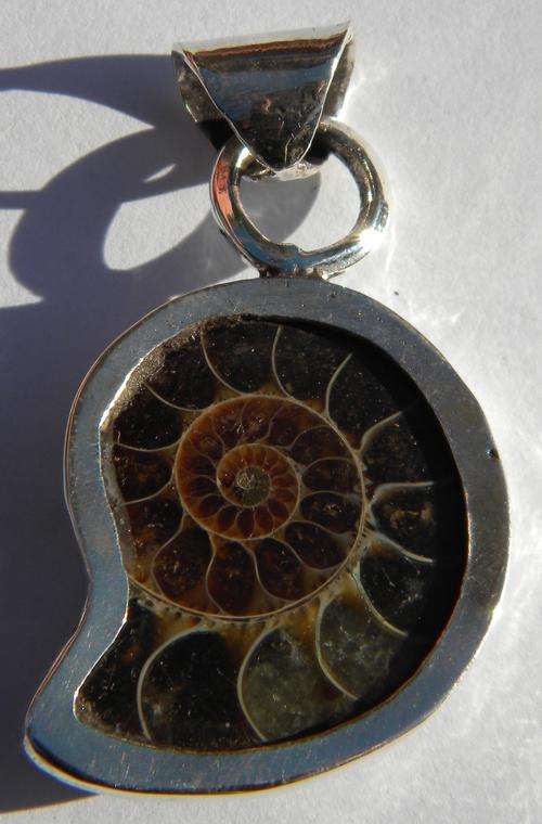 73.70ct ZUCH!!! Natural Fossilized Amonite  Silver  Pendant ~ NR!!!