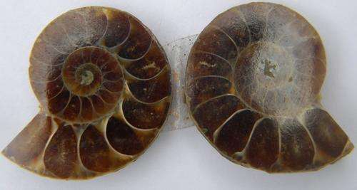 45.33ct. STUNNING!!!Sliced Madagascar Amonite Pair  ~NR!!