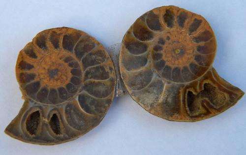 70ct STUNNING!!!Magadascar Amonite  ~NR!!