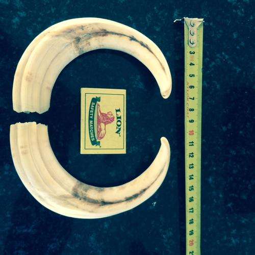 Warthog tusks, matching pair