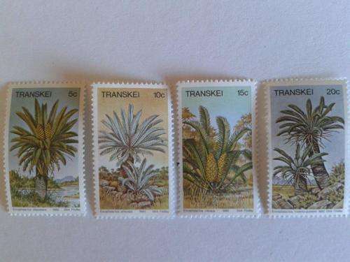 Transkei Cycads of the Eastern Cape 1980