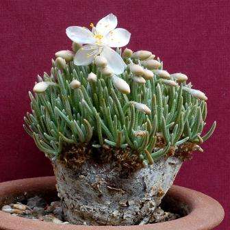 Avonia alstonii Seeds - Indigenous Succulents