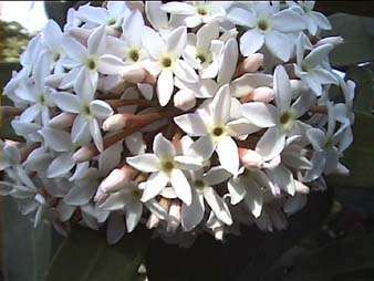 Bushman's Poison Arrow Plant - Acokanthera oblongifolia - 10 Seed Pack - RARE