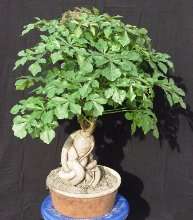 Cussonia sphaerocephala Bonsai Seeds