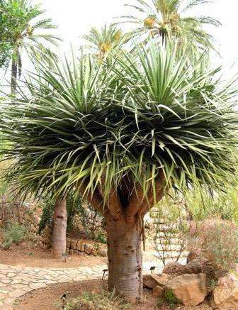Dragon's Blood Tree Seeds - Dracaena draco