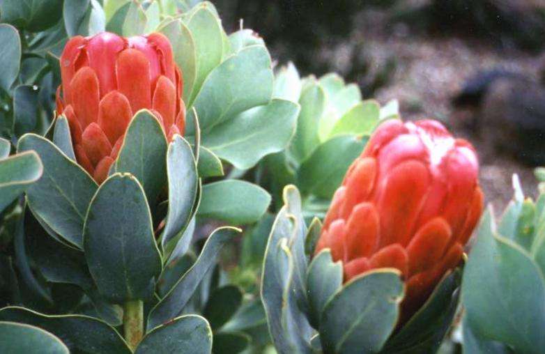 Protea grandiceps or Peach Protea Seeds - Indigenous