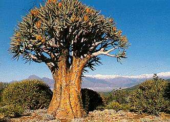 Aloe dichotoma - Kokerboom or Quiver Tree Seeds - Indigenous Succulents