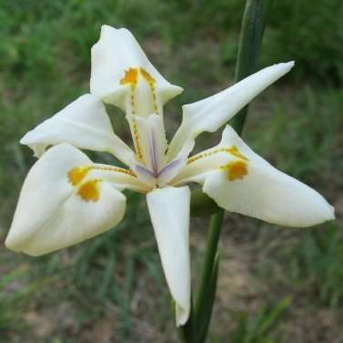 10 Dietes flavida Seeds - Indigenous Perennial Bulb Seeds - Flat Ship Rate