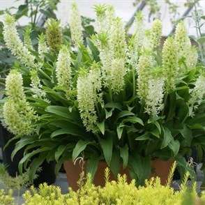 10 Eucomis zambesiaca Seeds - Indigenous Perennial Bulb Seeds - Flat Ship Rate