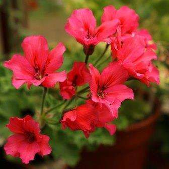 10 Pelargonium salmoneum Seeds - Indigenous Shrub Geranium - Endemic to South Africa