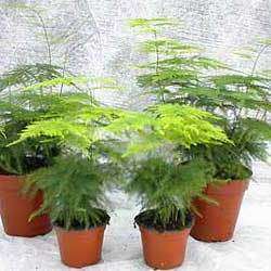 10 Asparagus plumosus Seeds - Indigenous Perennial Climber or Shrub - Shade Gardening Plant