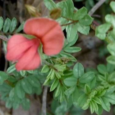 Indigofera hedyantha Seeds - Indigenous South African Flowering Shrub - Global Shipping