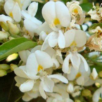 5 Baphia racemosa Seeds - Violet Pea, Natal Camwood Tree Seeds - Indigenous