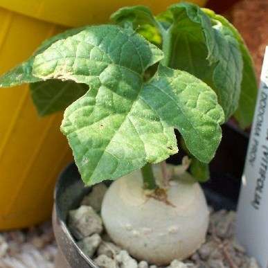 Pyrenacantha kaurabassana Seeds - Indigenous South African Succulent Caudiciform