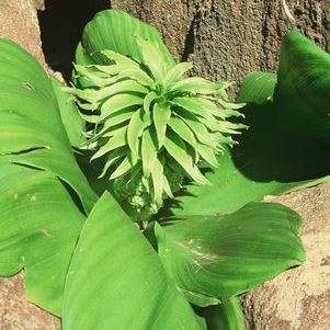 5 Eucomis regia Indigenous South African Perennial Medicinal Cold Hardy Bulb Seeds - Global Delivery