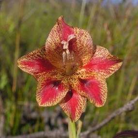 Gladiolus emiliae Seeds - Indigenous South African Perennial Bulb -Flat Insured Global Ship Rate