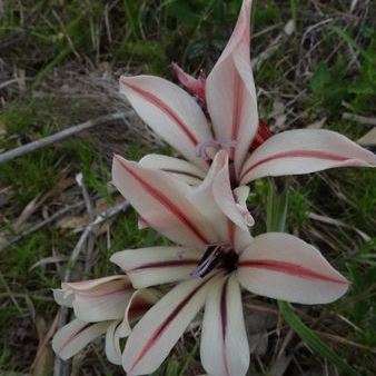 5 Gladiolus grandiflorus Seeds - Indigenous South African Perennial Bulb -Flat Global Ship Rate