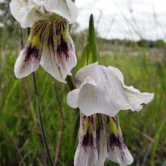10 Gladiolus griseus Seeds - Indigenous South African Perennial Bulb -Flat Global Ship Rate